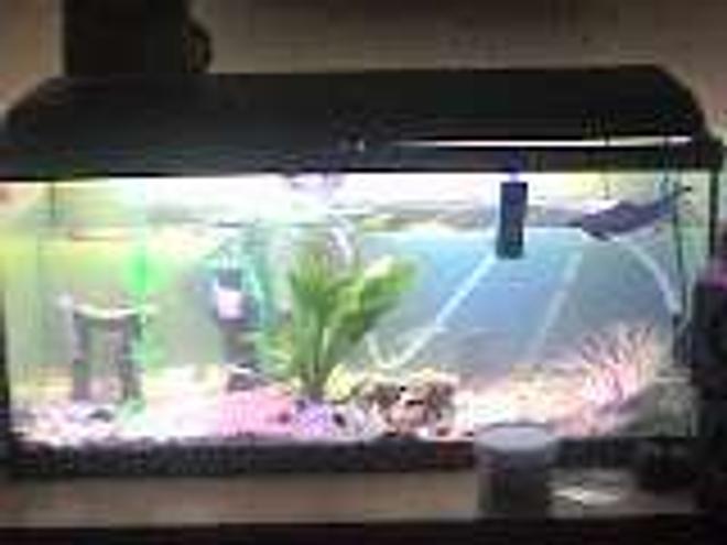 freshwater fish tank (mostly fish and non-living decorations) - t