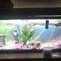 freshwater fish tank (mostly fish and non-living decorations) - t