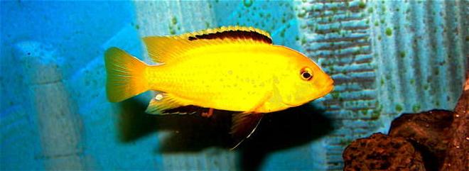freshwater fish - labidochromis caeruleus - electric yellow cichlid stocking in 55 gallons tank - Mello Yello