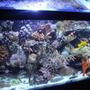 90 gallons reef tank (mostly live coral and fish) - Pic of my 90 gallon reef.