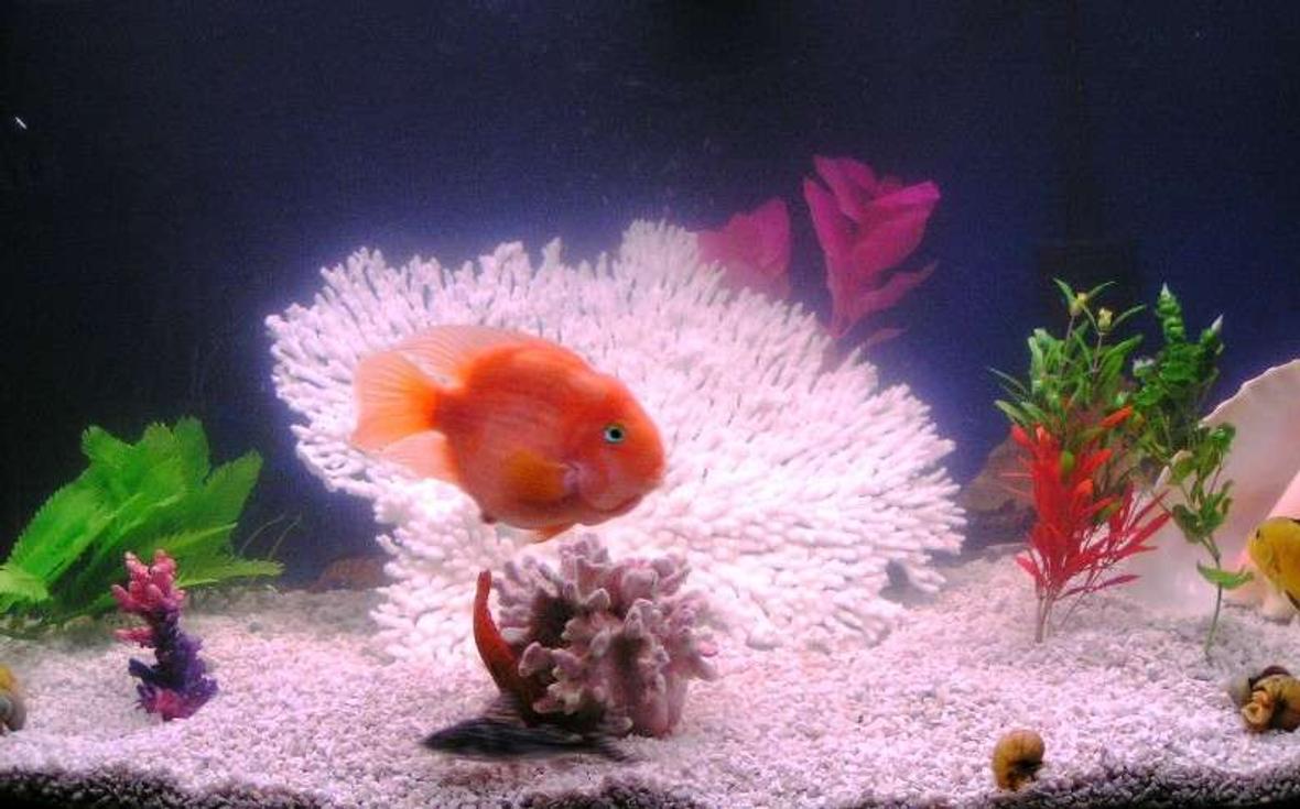 55 gallons freshwater fish tank (mostly fish and non-living decorations) - My Tank January 2007