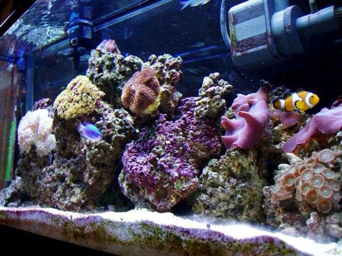 reef tank (mostly live coral and fish) - coral life