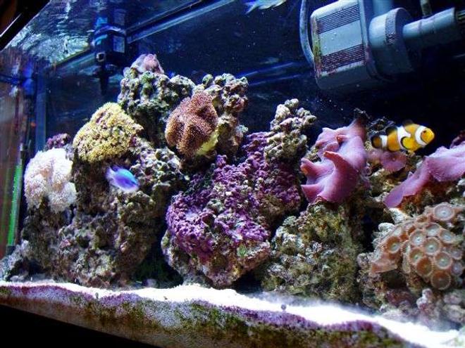 reef tank (mostly live coral and fish) - coral life