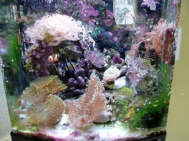 24 gallons reef tank (mostly live coral and fish) - I have a 24 Gallon Nano Cube Reef Tank that I have had up for 1 year.  In the bottom right of the pic you can see added some Caulerpa to help with nitrates and phosphates since I have no refugium.