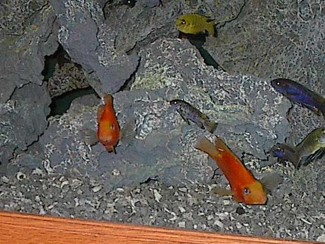 freshwater fish - heros severus x amphilophus citrinellum - blood parrot stocking in 150 gallons tank - ccichlids