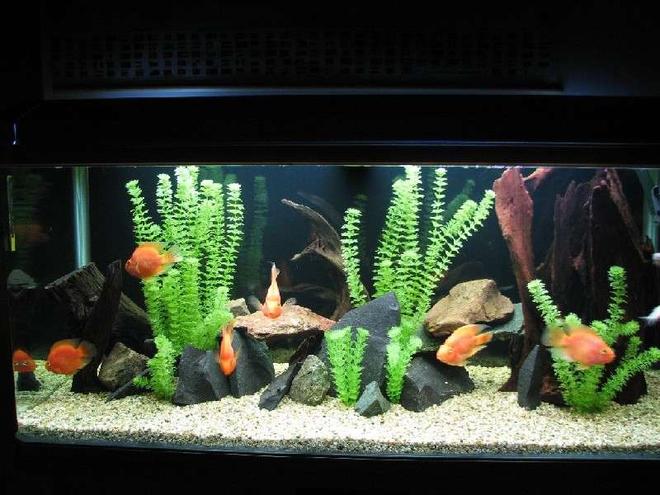 120 gallons freshwater fish tank (mostly fish and non-living decorations) - My Parrot tank