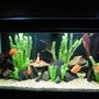 120 gallons freshwater fish tank (mostly fish and non-living decorations) - My Parrot tank