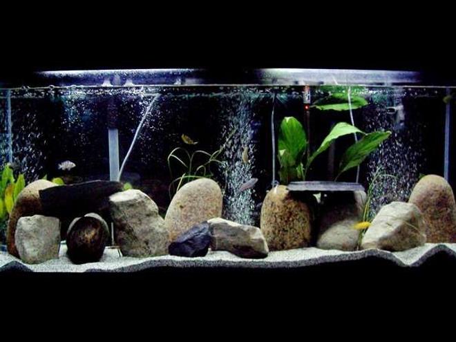 55 gallons freshwater fish tank (mostly fish and non-living decorations) - 55gl freshwater cichlids