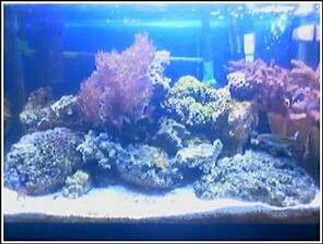 20 gallons reef tank (mostly live coral and fish) - 20 gallon been set up for a year