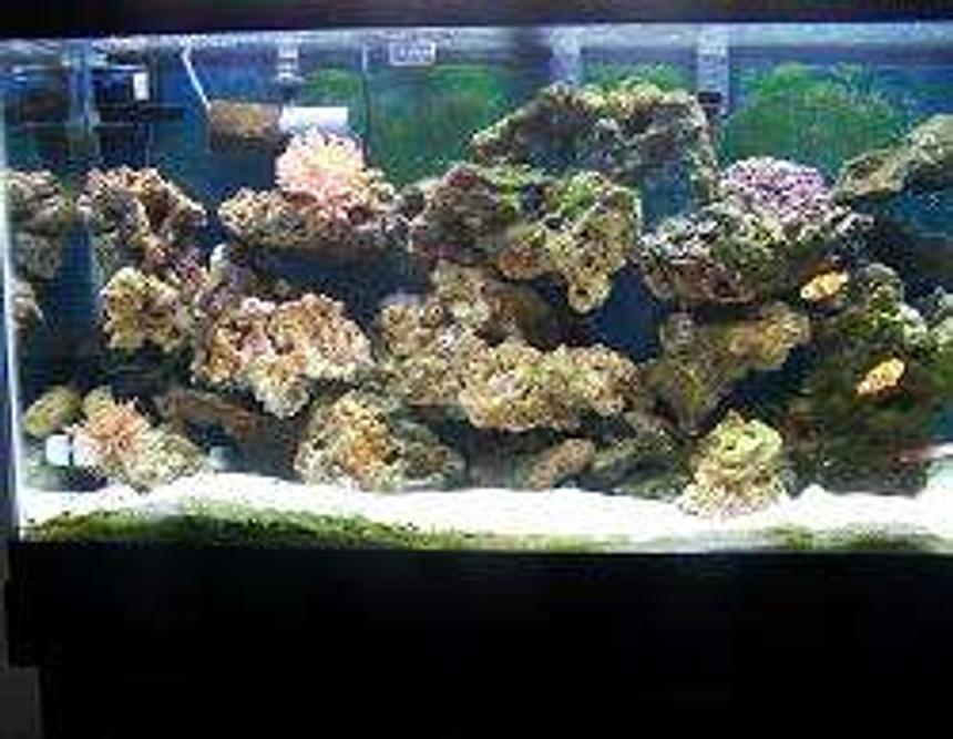 Rated #58: 40 Gallons Saltwater Fish Tank - best pic i have for now of a full tank shot. all my other fish are camera shy