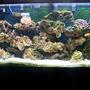40 gallons saltwater fish tank (mostly fish, little/no live coral) - best pic i have for now of a full tank shot. all my other fish are camera shy