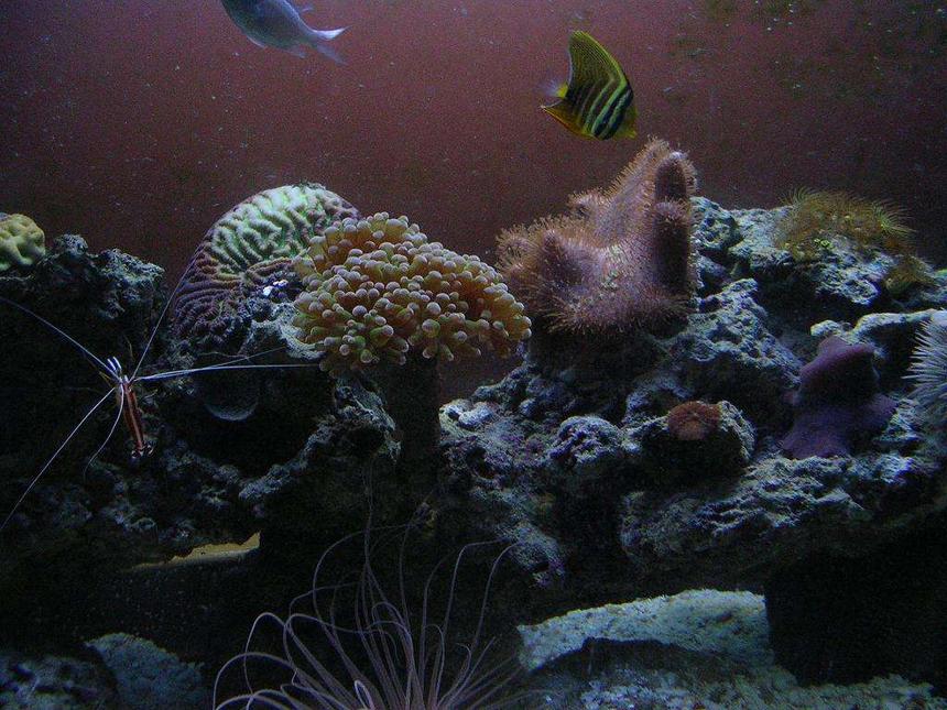 Rated #169: 36 Gallons Reef Tank - 36 Gallon Reef