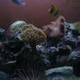 36 gallons reef tank (mostly live coral and fish) - 36 Gallon Reef