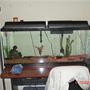55 gallons freshwater fish tank (mostly fish and non-living decorations) - Brand New