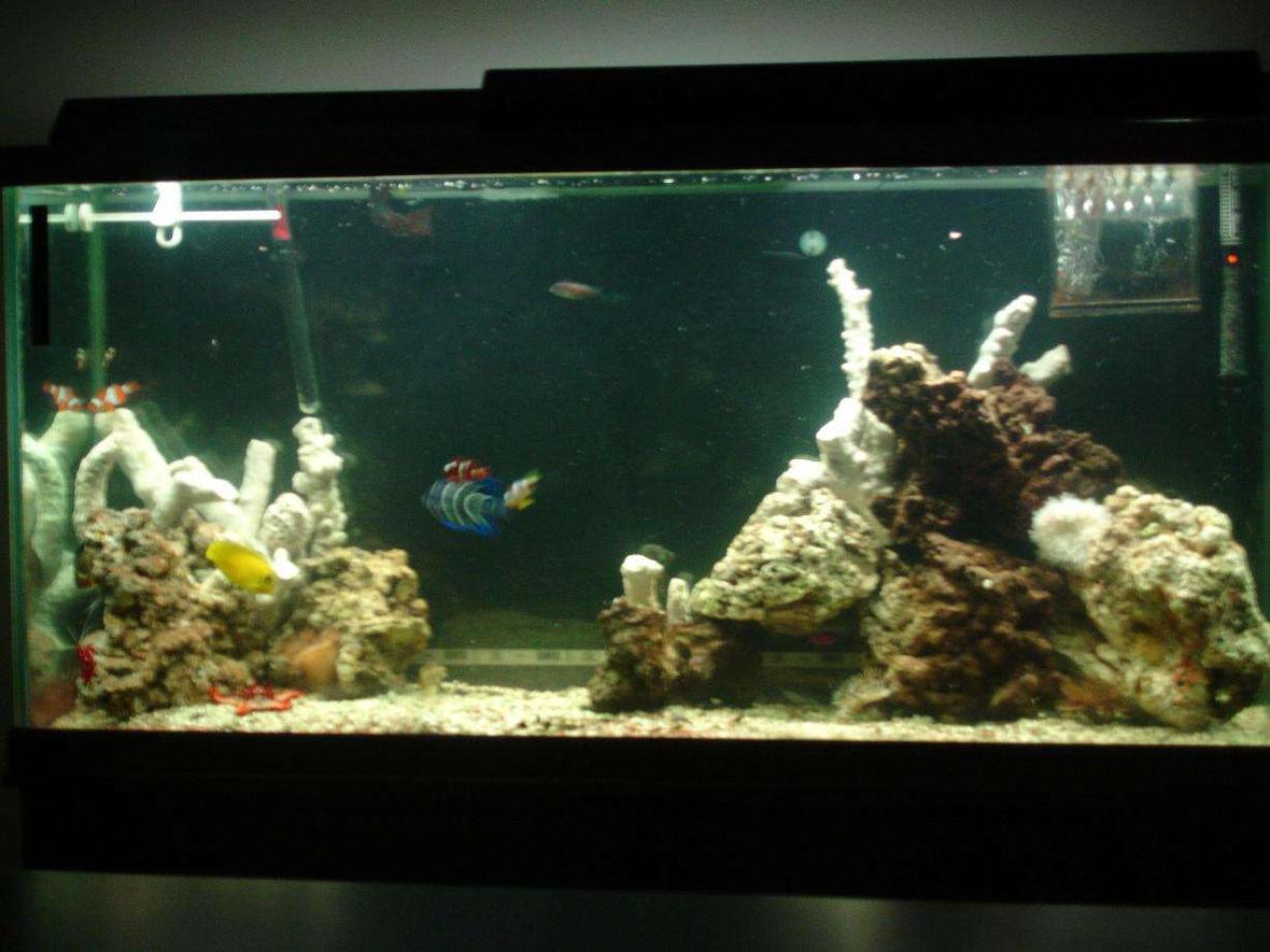 60 gallons saltwater fish tank (mostly fish, little/no live coral) - thats new branch rock, can't wait till it turns colors