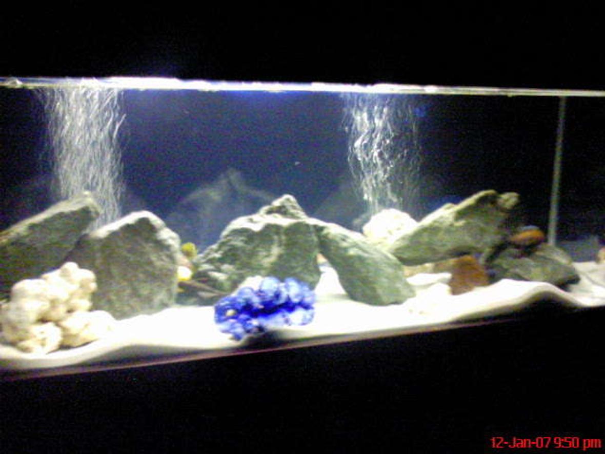 60 gallons freshwater fish tank (mostly fish and non-living decorations) - White sand, blue rocks, blue bacground!!! looks awesome at night time with the beautiful colours of the fish!!