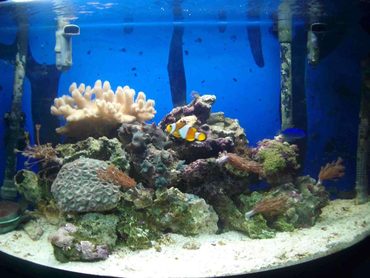 30 gallons reef tank (mostly live coral and fish) - a 30 gallon bowfront with 2 fluval 205s 1kg of live rock a uv steriliser and a skimmer. lighting 130watts of t5 lighting (5 tubes) 55watts of actinic blue and 75watts of marine white. i do a 10% water change every month.