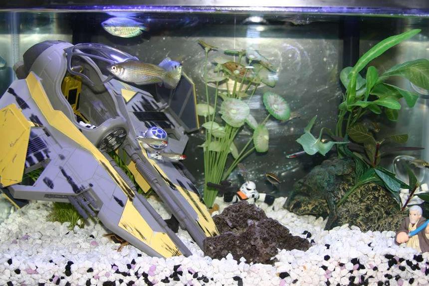Rated #523: 10 Gallons Freshwater Fish Tank - don't have this tank anymore, upgraded to a 29 gal and a 55 gal. Then traded up the 55 gal for a 75 gal.