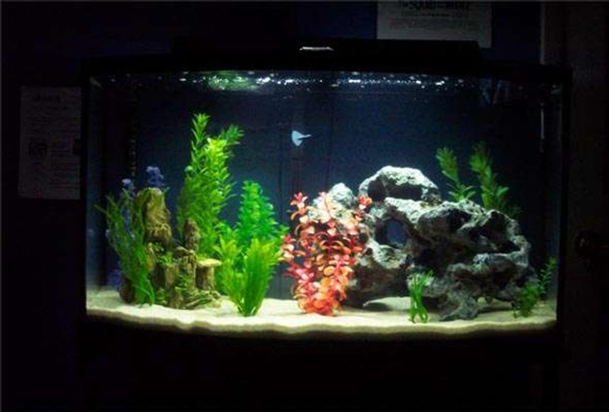 Rated #214: 46 Gallons Freshwater Fish Tank - Penguin 200 filter, Rena cal top light excel 200w

No fish currently