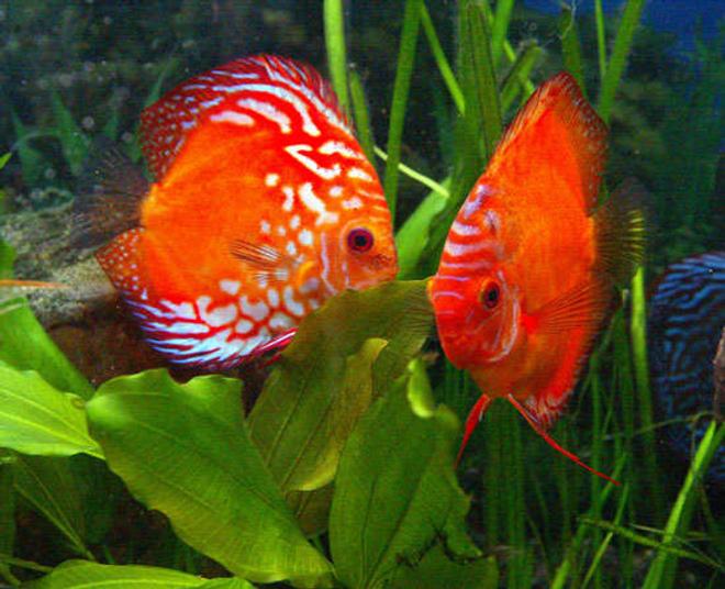 freshwater fish - symphysodon sp. - red marlboro discus stocking in 180 gallons tank - Pair of Marlboro Red Discus in a 100 Gallon tank. Approximately 6 inches high.  THey have spawned several times but have failed to raise their young.