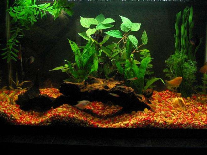 30 gallons planted tank (mostly live plants and fish) - my 30 gallon tank