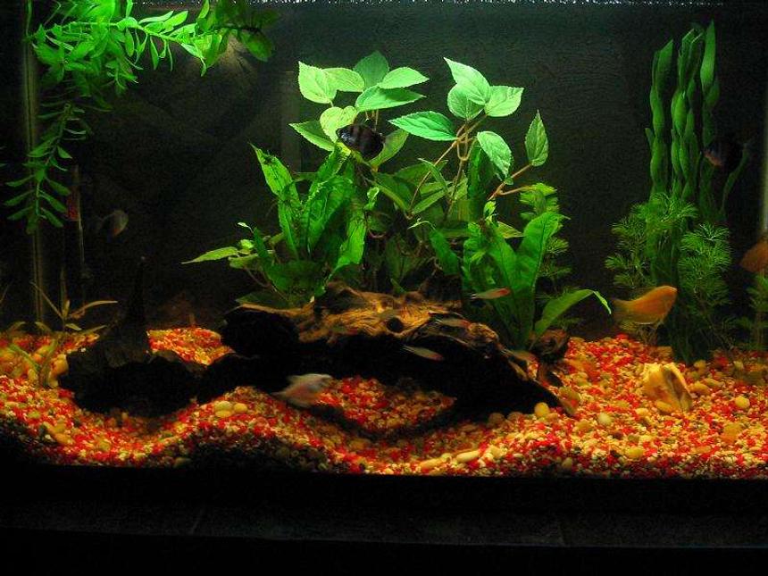 Rated #150: 30 Gallons Planted Tank - my 30 gallon tank