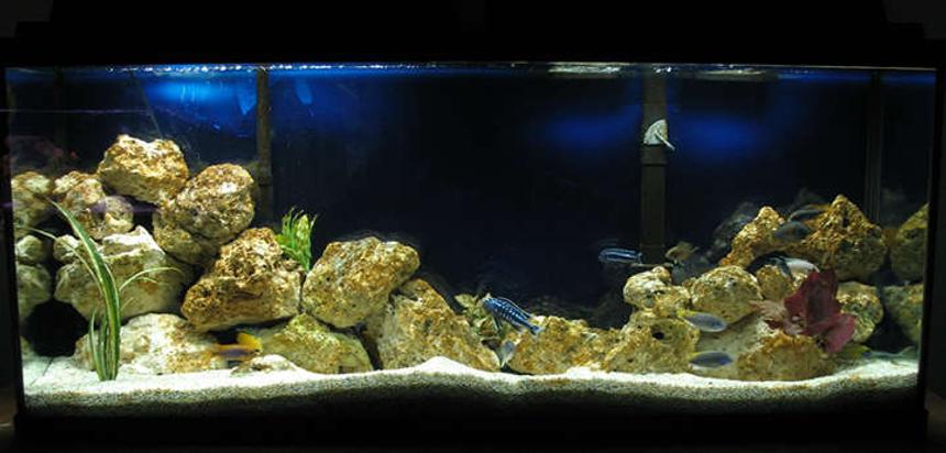 Rated #48: 55 Gallons Freshwater Fish Tank - Malawi Mbuna and a couple of Tangs.