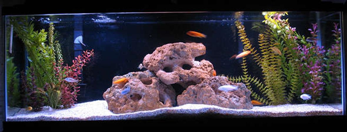 55 gallons freshwater fish tank (mostly fish and non-living decorations) - Zebras, Exasperatus, and Tropheops.