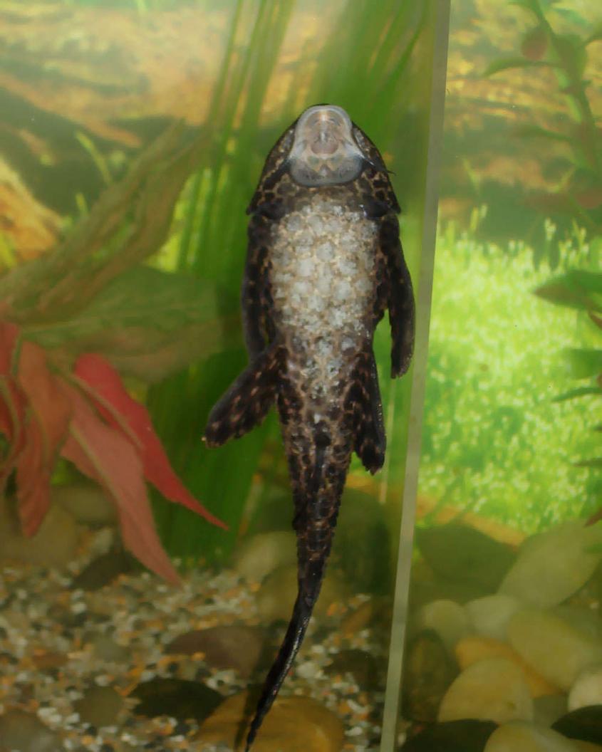 Rated #2139: Freshwater Fish - Glyptoperichthys Gibbiceps - Sailfin Pleco (l-83) Stocking In 55 Gallons Tank - This is our Pacostamus, he was bought about the same time as Panfry, hes the only fish Panfry didn't eat.He was less then an inch long when he was brought home and now he is about 5 to 6 inches in lenght.