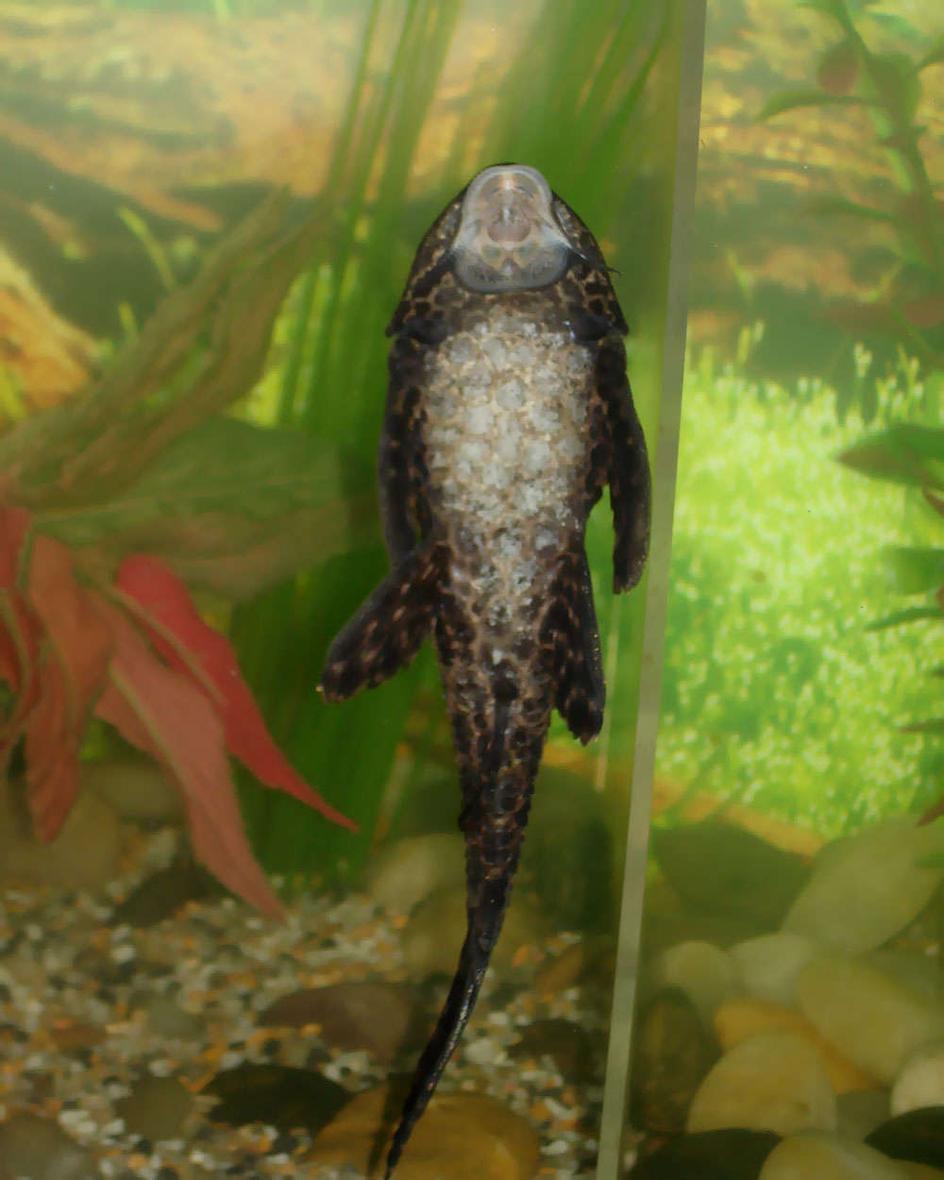 freshwater fish - glyptoperichthys gibbiceps - sailfin pleco (l-83) stocking in 55 gallons tank - This is our Pacostamus, he was bought about the same time as Panfry, hes the only fish Panfry didn't eat.He was less then an inch long when he was brought home and now he is about 5 to 6 inches in lenght.