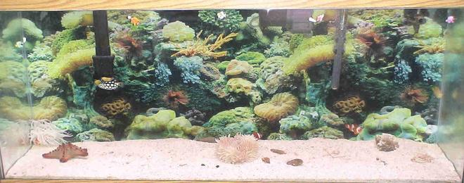 55 gallons saltwater fish tank (mostly fish, little/no live coral) - EMPORER WHISPER BIO WHEEL FILTER,1 SEACLONE PROTEIN SKIMMER, 1 MARINELAND DUAL TEMPHEATER, 1 AQUACLEAR BUBBLE PUSHER, LIVE SAND AND LIVE ROCK, 1 CHOCOLATE CHIP STARFISH,1 TOMATO CLOWN, 1 FILEFISH,1 CLOWN,1 DAMSEL, 1, CLOWN TRIGGER, 2 HERMIT CRABS, 1 REGULAR CRAB,1 LOBSTER AND BUMBLEBEE SNAILS