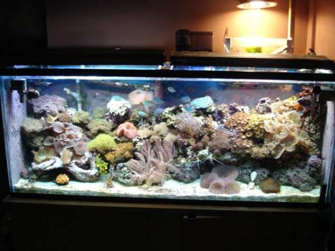 112 gallons reef tank (mostly live coral and fish) - 100 gal reef