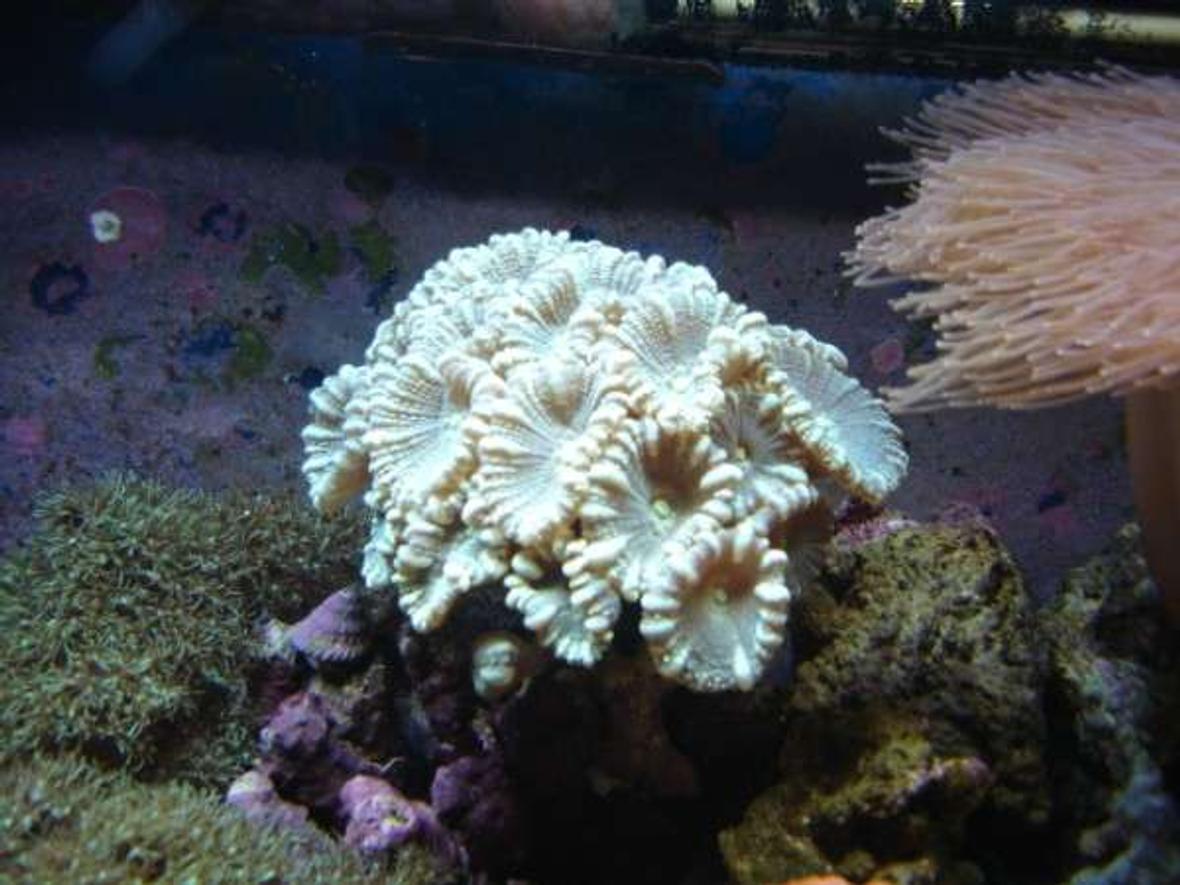 corals inverts - caulastrea curvata - trumpet coral stocking in 112 gallons tank - trumpet coral