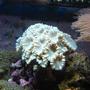 corals inverts - caulastrea curvata - trumpet coral stocking in 112 gallons tank - trumpet coral
