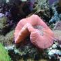 corals inverts - trachyphyllia geoffroyi - brain coral, trachyphyllia stocking in 112 gallons tank - red open brain