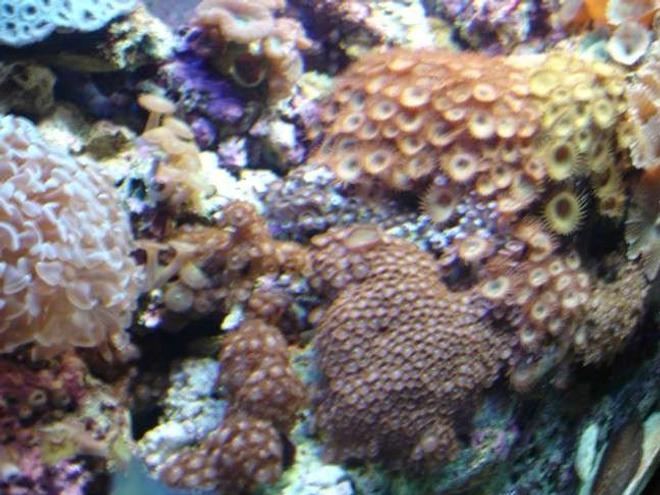 corals inverts - zoanthus sp. - colony polyp stocking in 112 gallons tank - assorted poylps