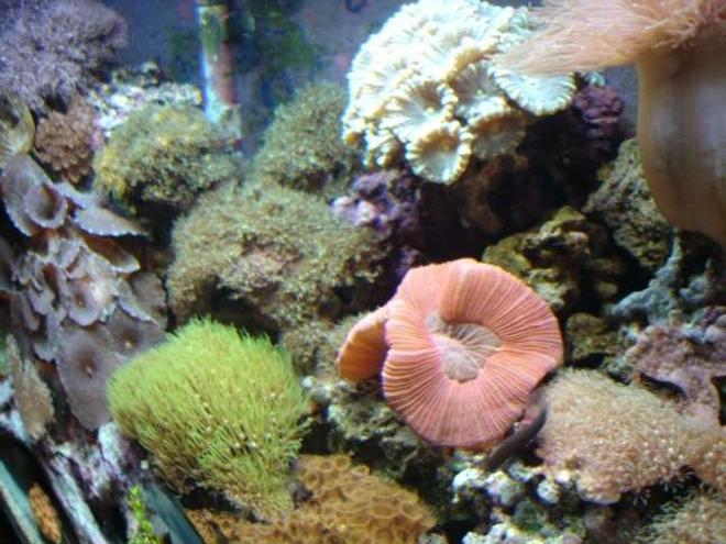 corals inverts - trachyphyllia geoffroyi - brain coral, trachyphyllia stocking in 112 gallons tank - side shot of tank