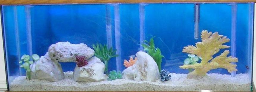 Rated #89: 55 Gallons Saltwater Fish Tank - 55 gallon tank.  1 Yellow Tail Blue Damsel.  Tank still cycling.
