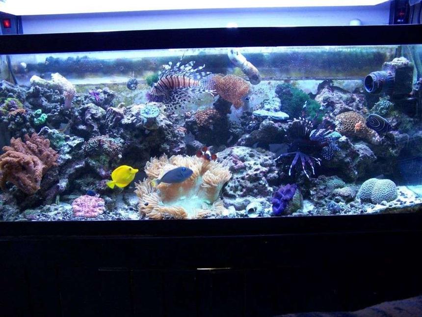 Rated #55: 75 Gallons Reef Tank - predatory reef