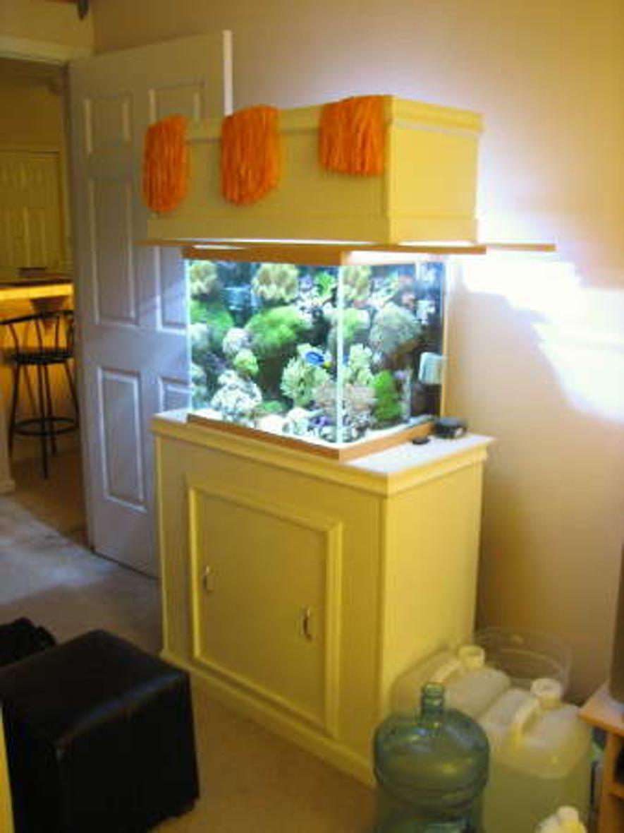 37 gallons reef tank (mostly live coral and fish) - full shot