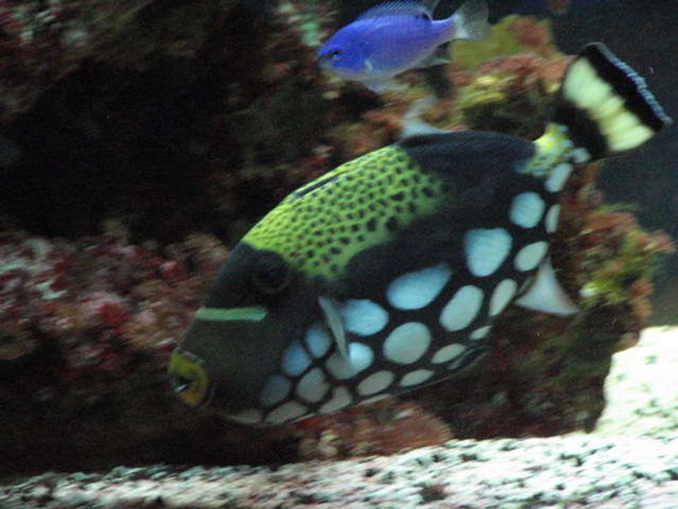 saltwater fish - balistoides conspicillum - clown triggerfish stocking in 75 gallons tank - 2 and a half year old clown triggerfish
          balistiodes conspicillum