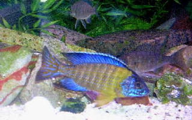 freshwater fish - aulonocara stuartgranti - peacock cichlid stocking in 95 gallons tank - Wild caught Aulonocara stuartgranti (blue neon Undu Reef) 
The male named Hanigan is now a proud father