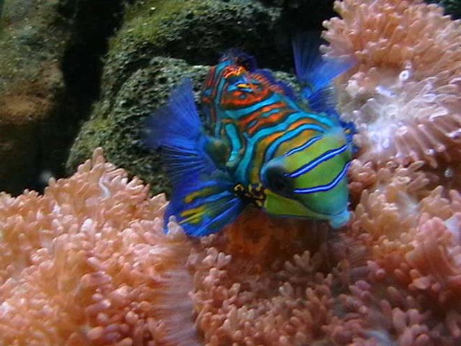 saltwater fish - synchiropus picturatus - spotted mandarin stocking in 25 gallons tank - Psychadelic Mandarinfish Hovering across Fuzzy Morphs