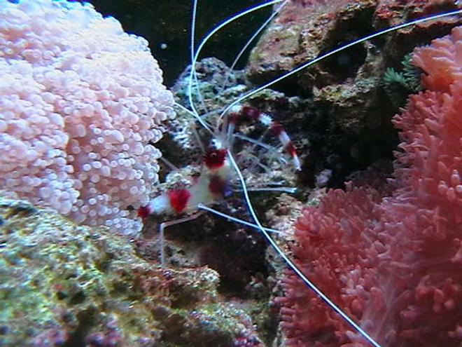 corals inverts - stenopus hispidus - banded coral shrimp stocking in 25 gallons tank - My Supercool Coral Banded Shrimp "Just hangin out". Waiting for one of his claws to grow back hope its soon! :)