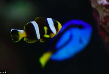 saltwater fish - paracanthurus hepatus - blue tang stocking in 14 gallons tank - Clownfish and Blue Hippo Tang
