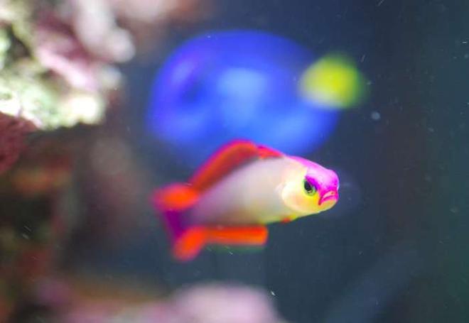 saltwater fish - nemateleotris decora - firefish, purple stocking in 14 gallons tank - Nacho the firefish and Ru-Fi-Oo the Blue Hippo Tang