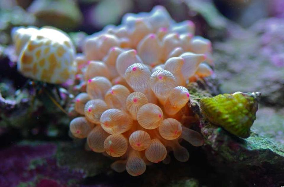 corals inverts - entacmaea quadricolor - rose bulb anemone stocking in 14 gallons tank - Rose BTA