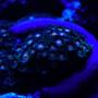 corals inverts - linckia laevigata - blue linckia sea star stocking in 160 gallons tank - Blue Linkia and Polyps at Night