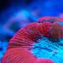 corals inverts - trachyphyllia geoffroyi - brain coral, trachyphyllia stocking in 160 gallons tank - Open brain at night