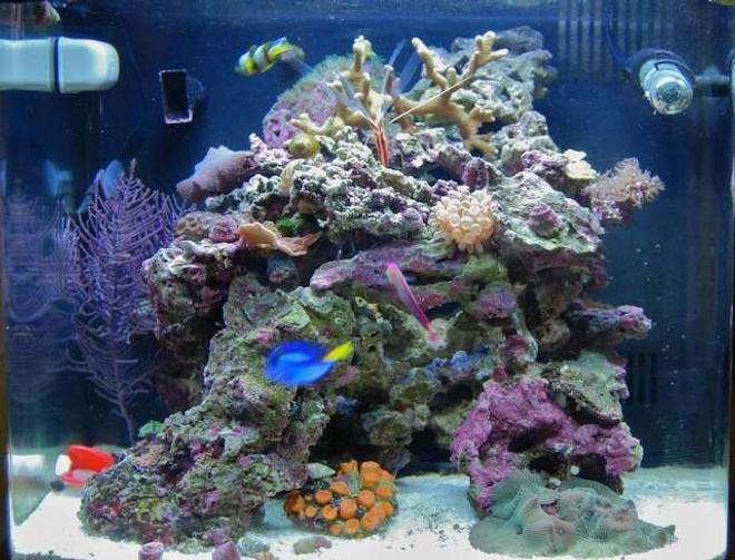 14 gallons reef tank (mostly live coral and fish) - Tank as of 1/30/07